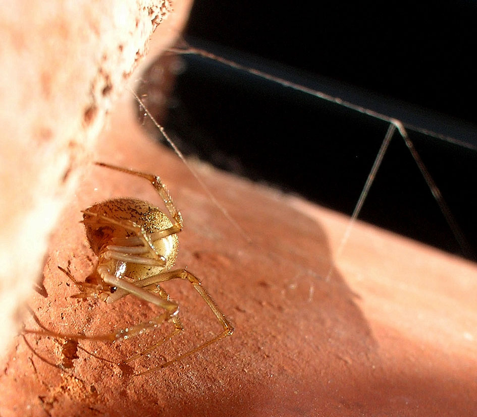 Achaearanea tepidariorum e ?